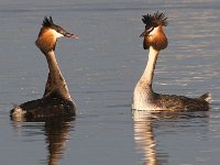 Die hofmakery 2 : frieda